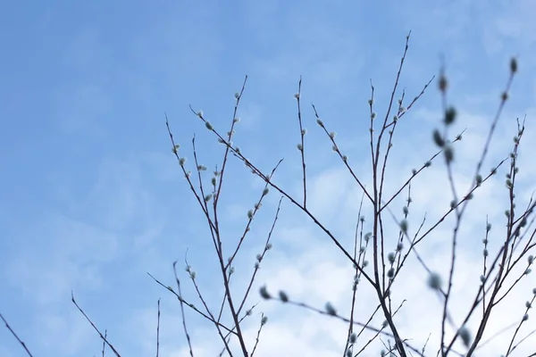 Макро Фото Голые Ветви Дерева Маленькими Бутонами Голубое Небо Естественный — стоковое фото