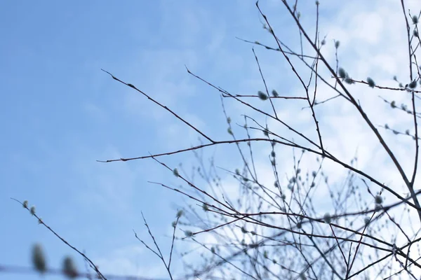 Макро Фото Голые Ветви Дерева Маленькими Бутонами Голубое Небо Естественный — стоковое фото