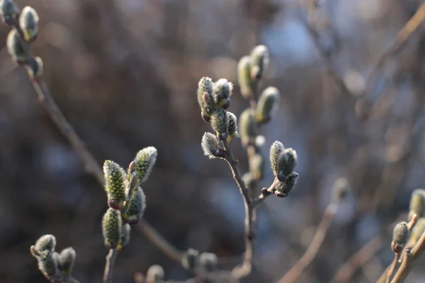 Macro Photo Branches Arbres Nus Avec Petits Bourgeons Ciel Bleu — Photo