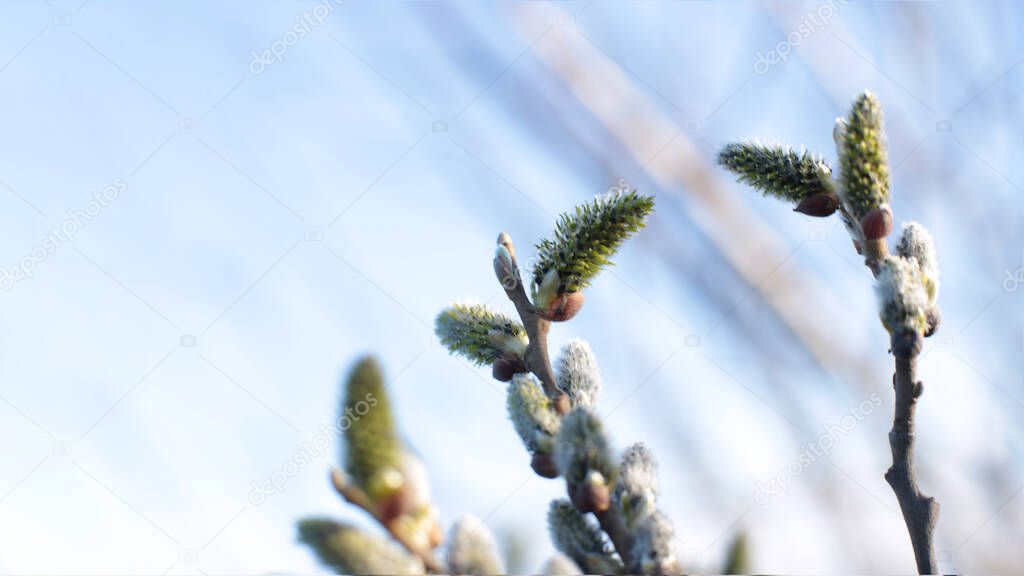 macro photo bare tree branches with small buds blue sky natural spring background