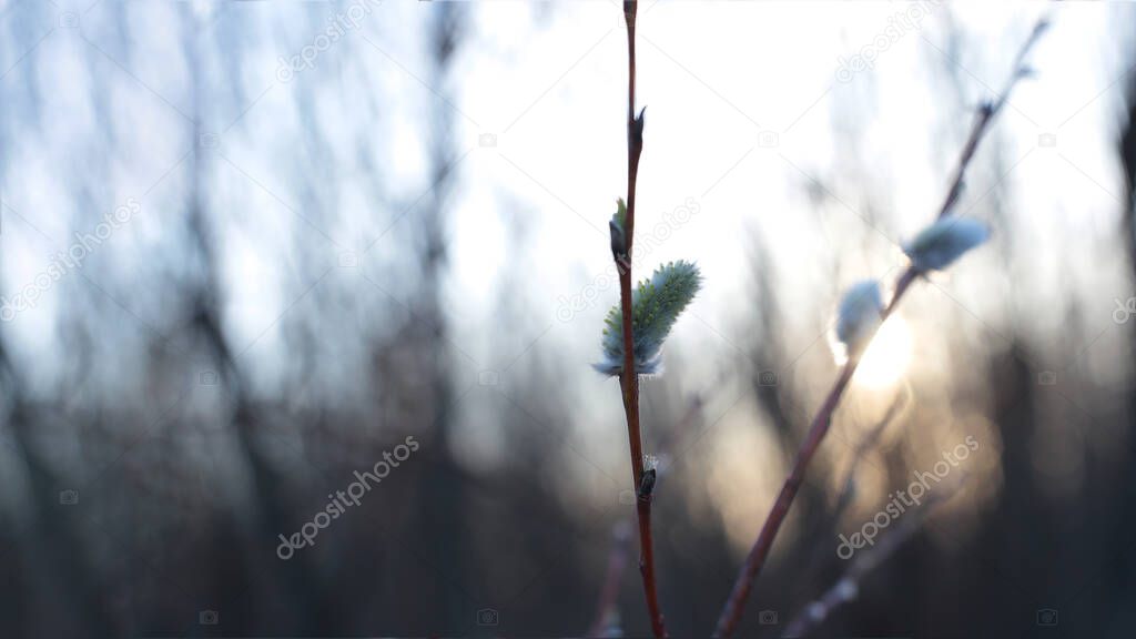 macro photo bare tree branches with small buds blue sky natural spring background