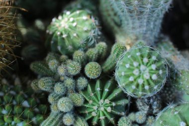 Dikenli çiçeklerin çiçekli güzelliği. Güzel kaktüs çiçekleri.