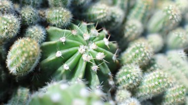 Dikenli çiçeklerin çiçekli güzelliği. Güzel kaktüs çiçekleri.