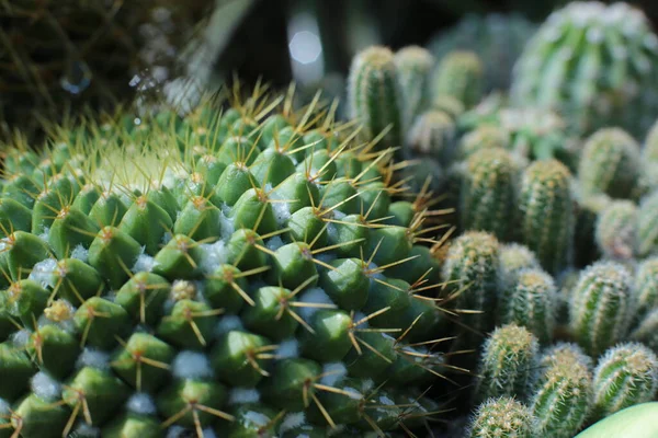 Beleza Floral Planta Flores Com Espinhos Bela Vista Macro Cactos — Fotografia de Stock