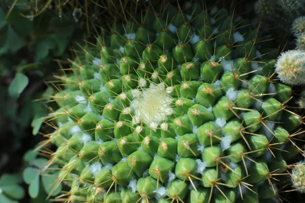 Planta Belleza Floral Flores Con Espinas Hermosas Cactus Macro Vista —  Fotos de Stock