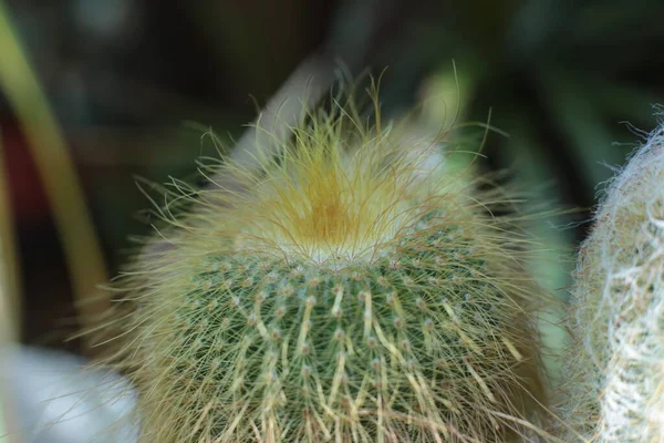 Pianta Bellezza Floreale Fiori Con Spine Cactus Bella Macro Vista — Foto Stock