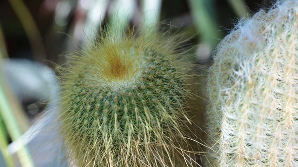 Pianta Bellezza Floreale Fiori Con Spine Cactus Bella Macro Vista — Foto Stock