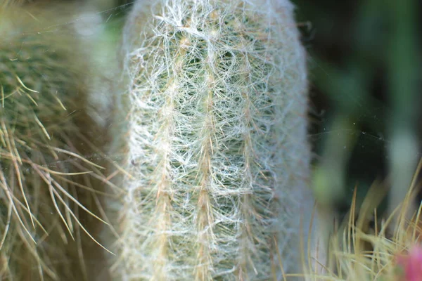 Keindahan Tanaman Bunga Dengan Duri Indah Cacti Makro Melihat Bunga — Stok Foto