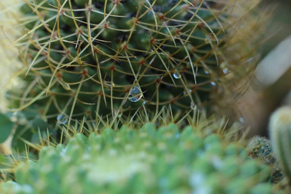 Pianta Bellezza Floreale Fiori Con Spine Cactus Bella Macro Vista — Foto Stock