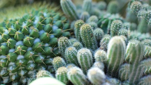 Pflanze Florale Schönheit Der Blumen Mit Dornen Schöne Kakteen Makro — Stockfoto