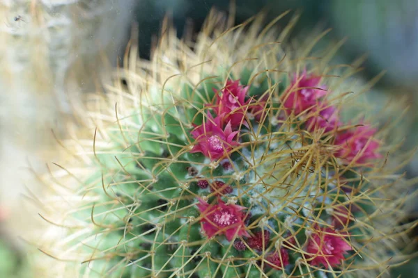Φυτό Floral Ομορφιά Των Λουλουδιών Αγκάθια Όμορφη Κάκτο Μακροσκοπική Άποψη — Φωτογραφία Αρχείου
