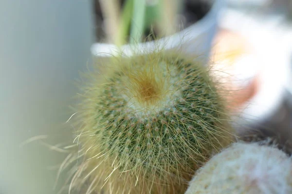 Pflanze Florale Schönheit Der Blumen Mit Dornen Schöne Kakteen Makro — Stockfoto