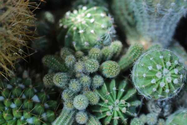 Planta Belleza Floral Flores Con Espinas Hermosas Cactus Macro Vista —  Fotos de Stock