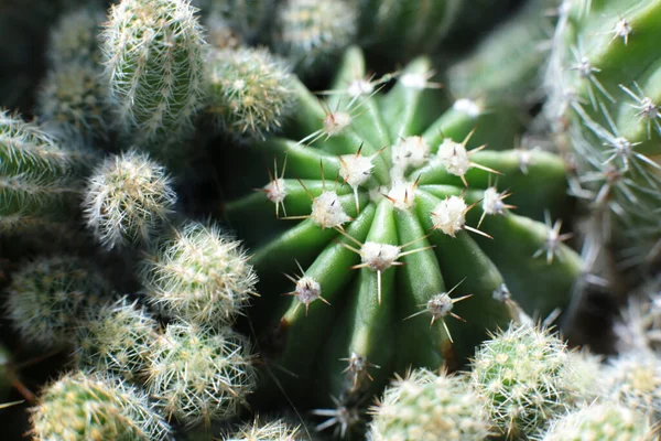 Pianta Bellezza Floreale Fiori Con Spine Cactus Bella Macro Vista — Foto Stock