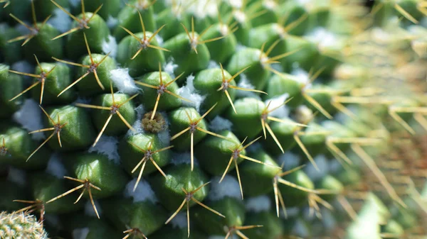 Växt Blommig Skönhet Blommor Med Taggar Vackra Kaktusar Makro Syn — Stockfoto