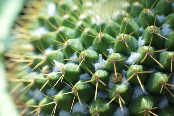 Növény Virág Szépség Virágok Tövisek Gyönyörű Kaktuszok Makró Kilátás Nyílik — Stock Fotó