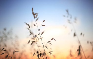 Denizde parlak, güzel bir gün batımı çimen ve çavdar kulakları, karanlık ön plan, parlak renkli şafak..