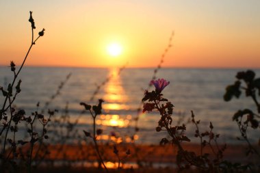 Denizde parlak, güzel bir gün batımı çimen ve çavdar kulakları, karanlık ön plan, parlak renkli şafak..