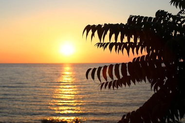 Denizde parlak, güzel bir gün batımı çimen ve çavdar kulakları, karanlık ön plan, parlak renkli şafak..