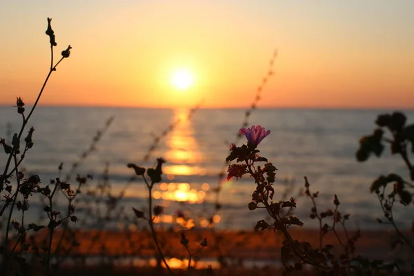 Coucher Soleil Magnifique Lumineux Sur Mer Oreilles Herbe Seigle Avant — Photo