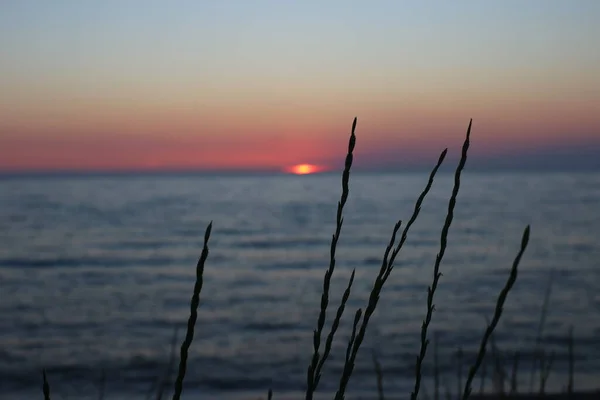 Pôr Sol Bonito Brilhante Mar Orelhas Grama Centeio Primeiro Plano — Fotografia de Stock