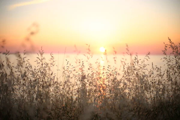 Coucher Soleil Magnifique Lumineux Sur Mer Oreilles Herbe Seigle Avant — Photo