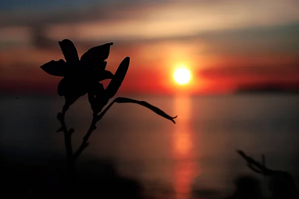 草やライ麦の海の耳に明るい美しい夕日 暗い前景 明るいカラフルな夜明け — ストック写真