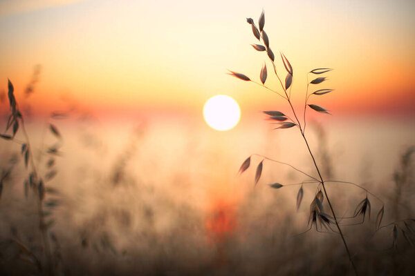 Bright beautiful sunset on the sea Ears of grass and rye, dark foreground, bright colorful dawn.