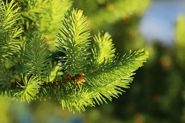 Yeni filizler makro görünümü
