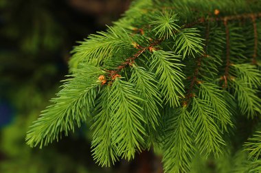 Yeni filizler makro görünümü