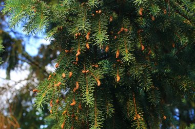 Yeni filizler makro görünümü