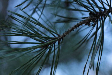 Yeni filizler makro görünümü