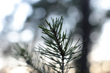 Yeni filizler makro görünümü