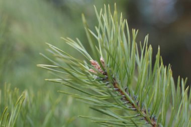 Yeni filizler makro görünümü