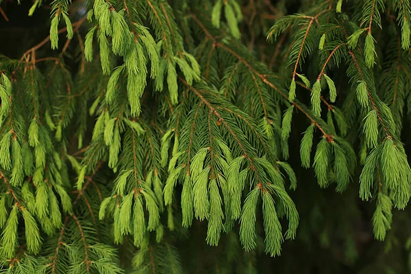 Spruce New Sprouts Macro View — Stock Photo, Image