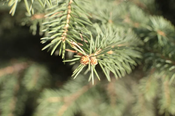 Spruce New Sprouts Macro View — Stock Photo, Image