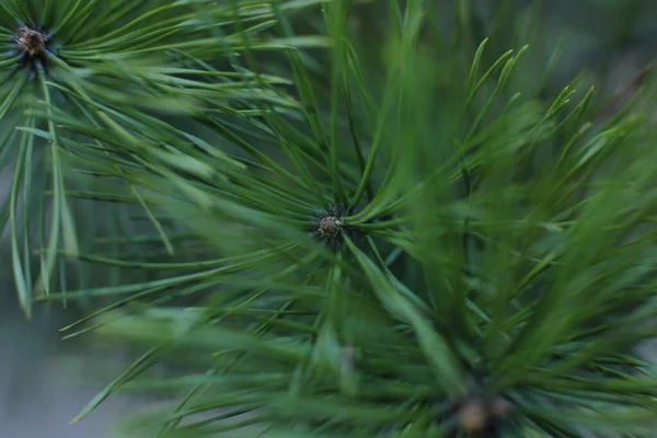 Épinette Nouvelles Pousses Macro Vue — Photo