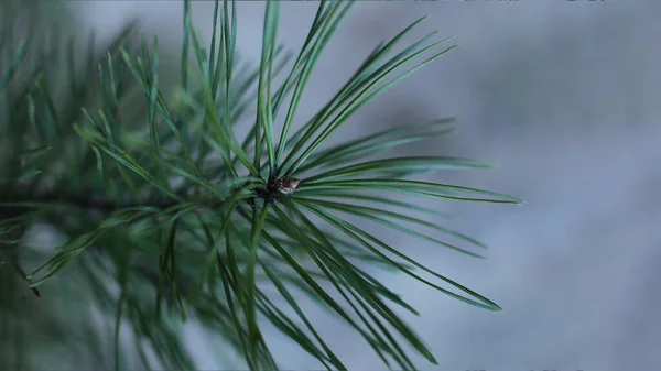 Picea Nuevos Brotes Macro View —  Fotos de Stock