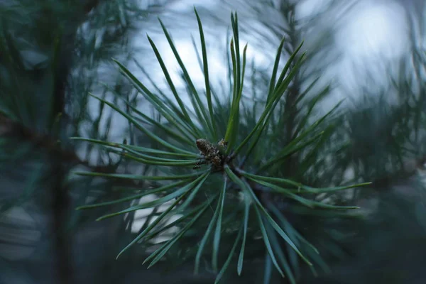 Granen Nya Groddar Makro — Stockfoto