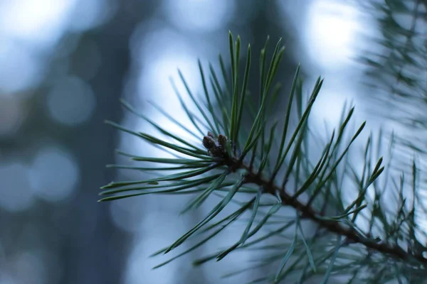 Granen Nya Groddar Makro — Stockfoto