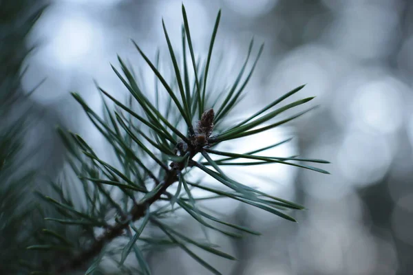 Sparren Nieuwe Spruiten Macro View — Stockfoto