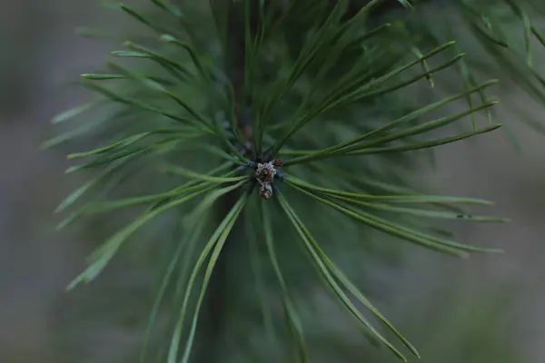 Épinette Nouvelles Pousses Macro Vue — Photo