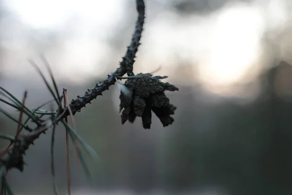 Spruce New Sprouts Macro View — Stock Photo, Image