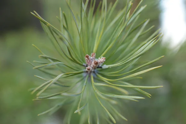 Granen Nya Groddar Makro — Stockfoto