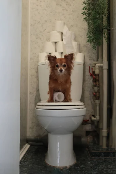 funny red dog chihuahua sits on the toilet and guards toilet paper supply