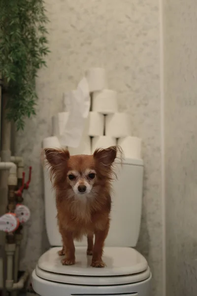 funny red dog chihuahua sits on the toilet and guards toilet paper supply
