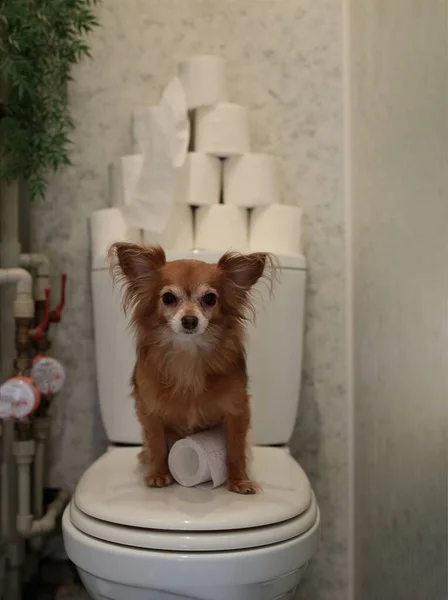 Grappige Rode Hond Chihuahua Zit Het Toilet Bewakers Toiletpapier Levering — Stockfoto