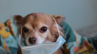 Kızıl saçlı, tıbbi maskeli küçük köpek chihuahua kendini virüsten korur.