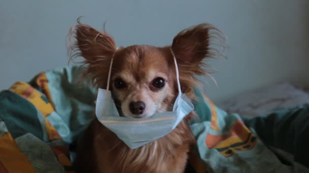 Lekfull Ingefära Liten Hund Chihuahua Medicinsk Mask Skyddar Sig Mot — Stockvideo