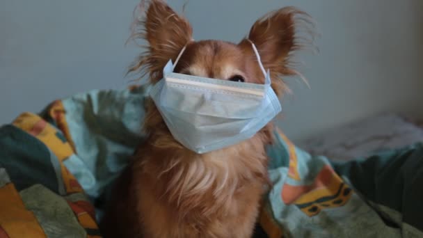 Playful Ginger Little Dog Chihuahua Medical Mask Protects Himself Virus — Stock Video